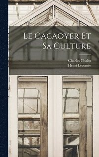 Cacaoyer Et Sa Culture