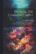 Patella, The Common Limpet