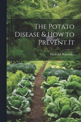 Potato Disease & How to Prevent It