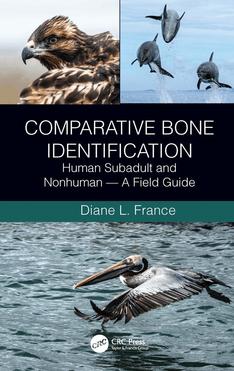 Diane L. France - Comparative Bone Identification, Inbunden. Tillgänglighet: Tillfälligt slut
