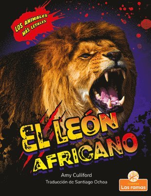 El León Africano (African Lion)