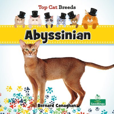 Bernard Conaghan - Abyssinian, Häftad. Tillgänglighet: Lägg i varukorg