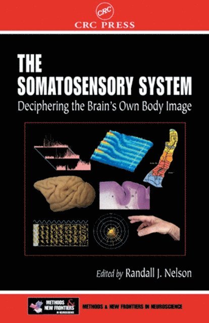 Somatosensory System