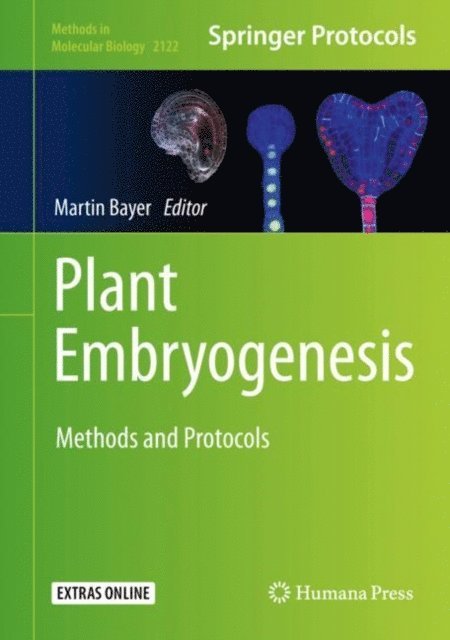 Martin Bayer - Plant Embryogenesis, E-bok