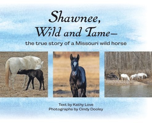 Kathy Love - Shawnee, Wild and Tame: The True Story of a Missouri Wild Horse, Inbunden