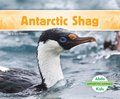 Antarctic Shag