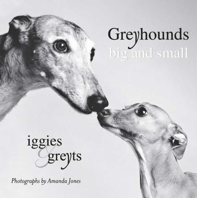Amanda Jones - Greyhounds Big and Small, E-bok
