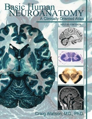 Craig Watson - Basic Human Neuroanatomy, Häftad