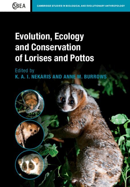 K. A. I. Nekaris, Anne M. Burrows - Evolution, Ecology and Conservation of Lorises and Pottos, Inbunden