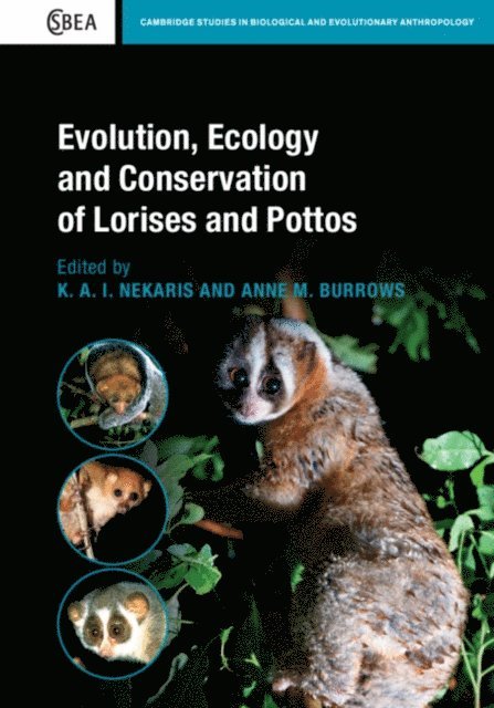 Anne M. Burrows, K. A. I. Nekaris - Evolution, Ecology and Conservation of Lorises and Pottos, E-bok