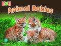Bug Club Reading Corner: Age 4-7: Animal Babies