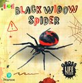 Bug Club Reading Corner: Age 5-7: Gross Lifecycles: Black Widow Spider