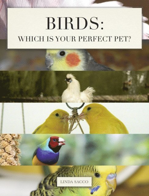 Birds: Which is Your Perfect Pet?