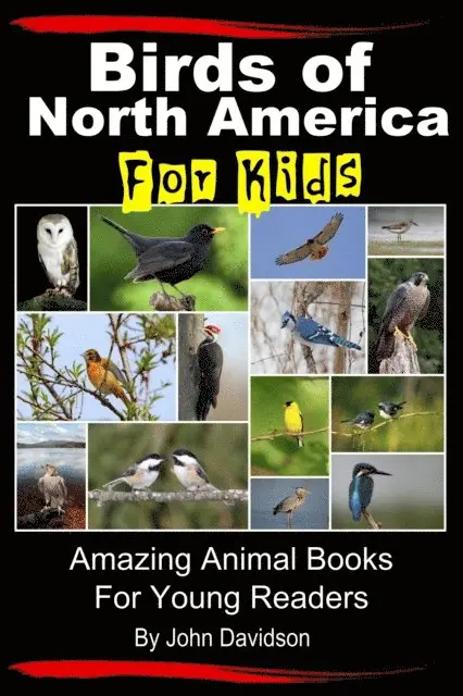 Birds of North America For Kids - Amazing Animal Books for Young Readers
