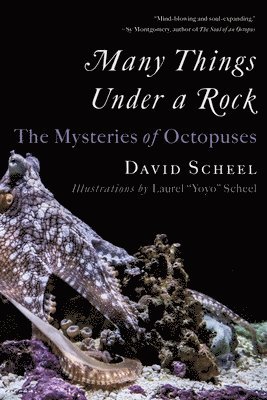 Many Things Under a Rock