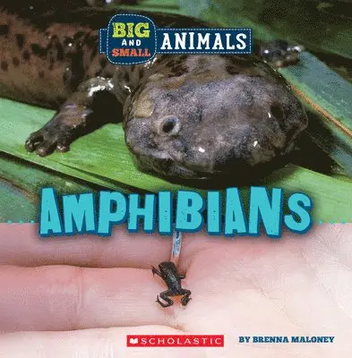 Brenna Maloney - Amphibians (Wild World: Big and Small Animals). Tillgänglighet: Lägg i varukorg