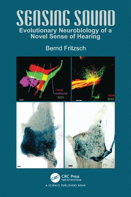 Bernd Fritzsch - Sensing Sound, E-bok