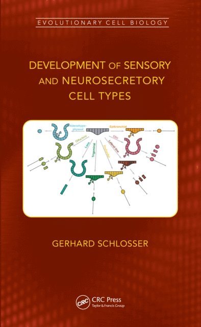 Gerhard Schlosser - Development of Sensory and Neurosecretory Cell Types, E-bok