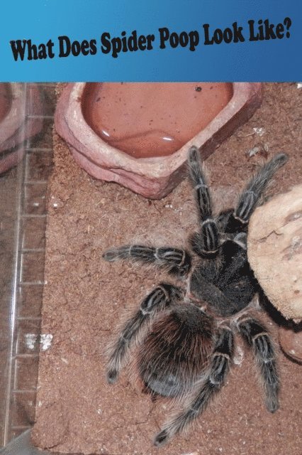 N. A. Cauldron - What Does Spider Poop Look Like?, E-bok