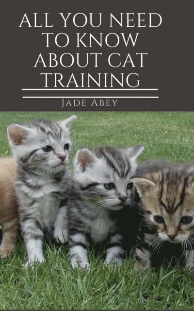 All You Need to Know About Cat Training