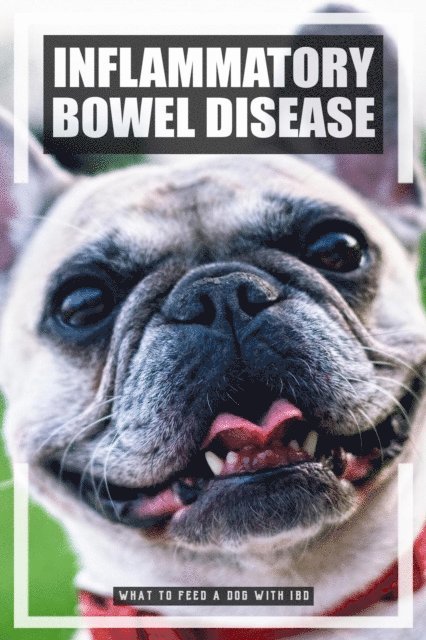 DMS Books - What to Feed a Dog with IBD, E-bok. Tillgänglighet: Lägg i varukorg