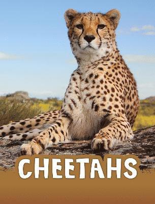 Jaclyn Jaycox - Cheetahs, Häftad