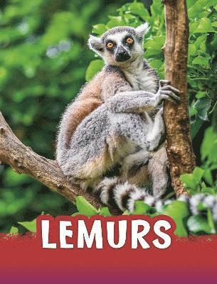 Jaclyn Jaycox - Lemurs, Häftad