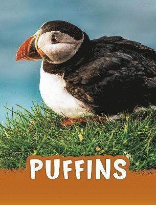 Jaclyn Jaycox - Puffins, Häftad