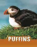 Puffins