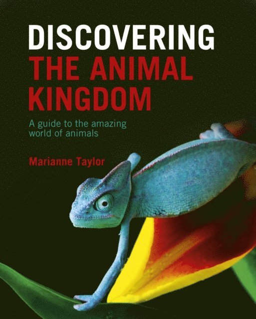 Marianne Taylor - Discovering The Animal Kingdom, E-bok