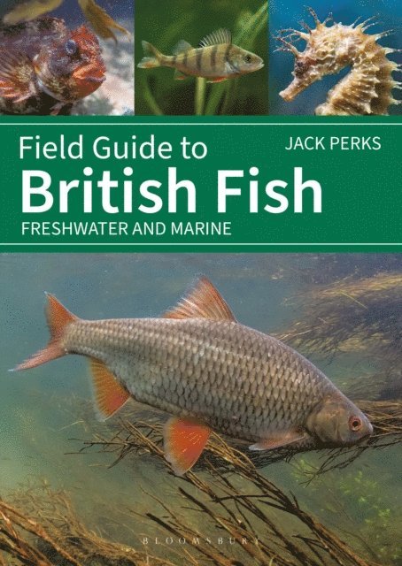 Jack Perks - Field Guide to British Fish, E-bok