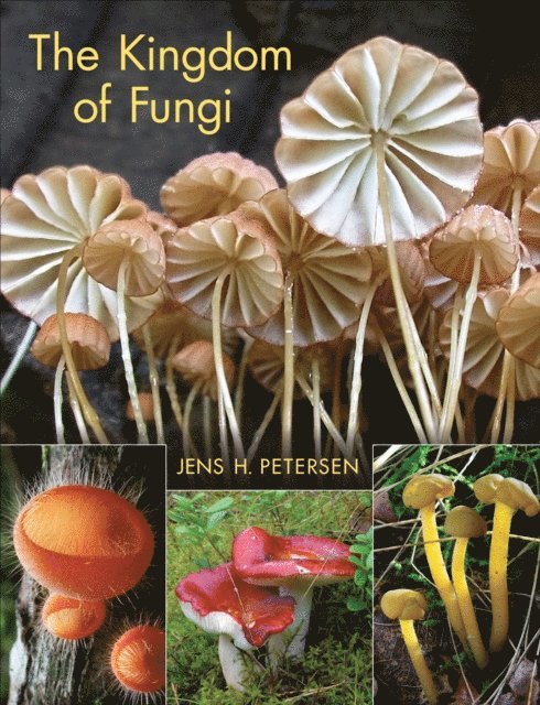 Jens H. Petersen - Kingdom of Fungi, E-bok