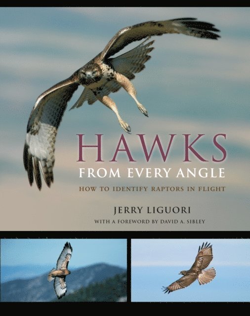 Jerry Liguori - Hawks from Every Angle, E-bok