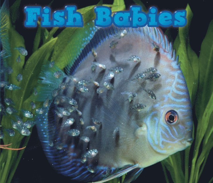 Catherine Veitch - Fish Babies, E-bok