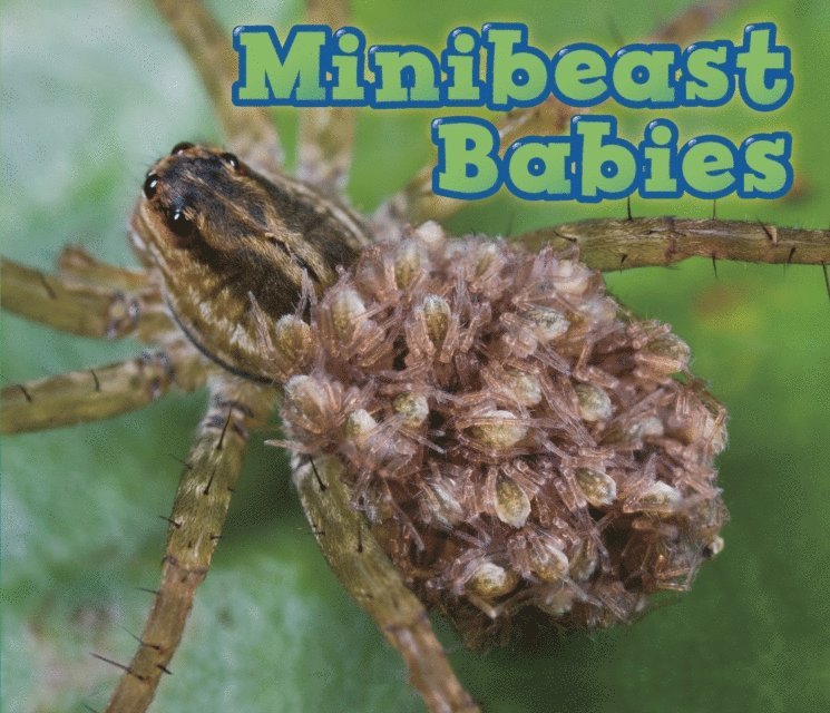 Catherine Veitch - Minibeast Babies, E-bok