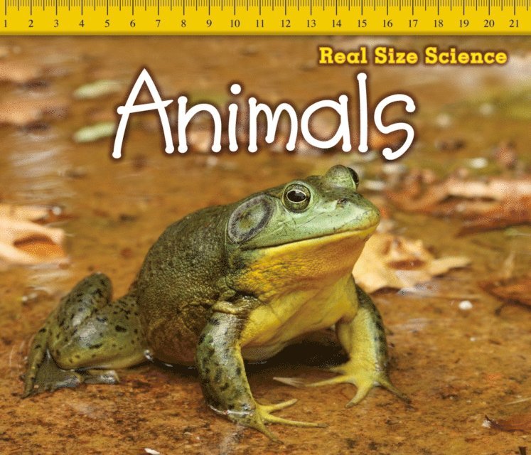 Rebecca Rissman - Animals, E-bok