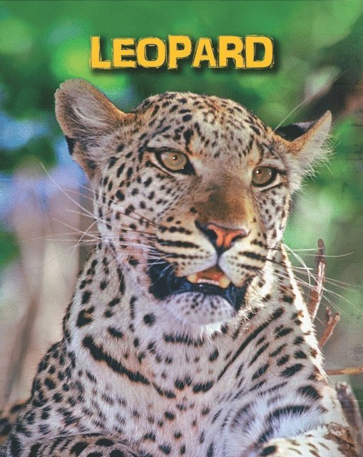 Claire Throp - Leopards, E-bok