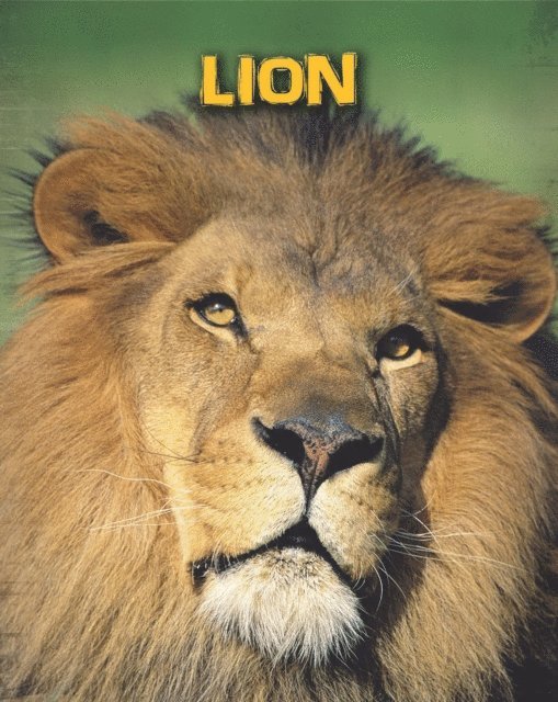Claire Throp - Lions, E-bok
