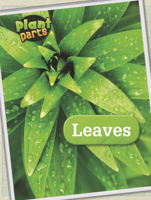 Melanie Waldron - Leaves, E-bok
