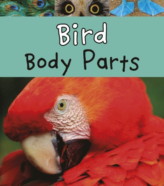 Clare Lewis - Bird Body Parts, E-bok
