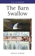 The Barn Swallow