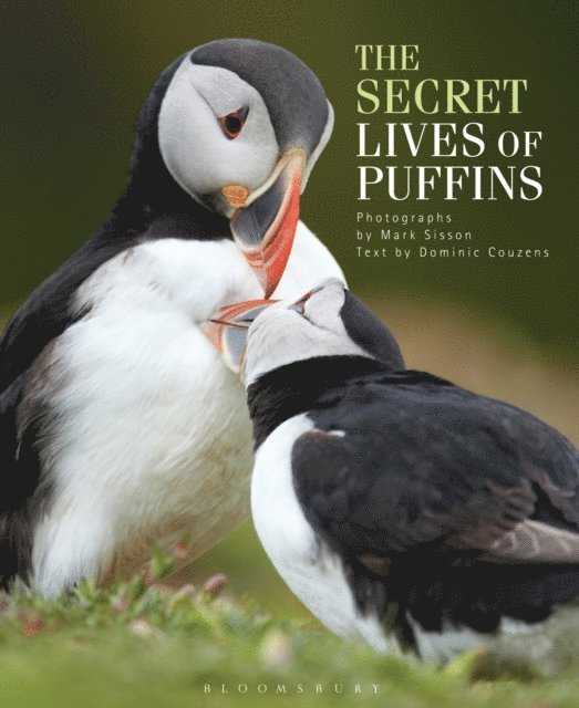 Dominic Couzens - Secret Lives of Puffins, E-bok