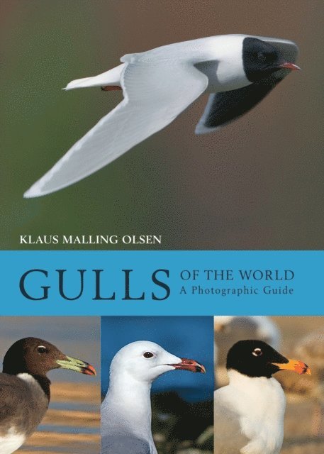 Klaus Malling Olsen - Gulls of the World, E-bok