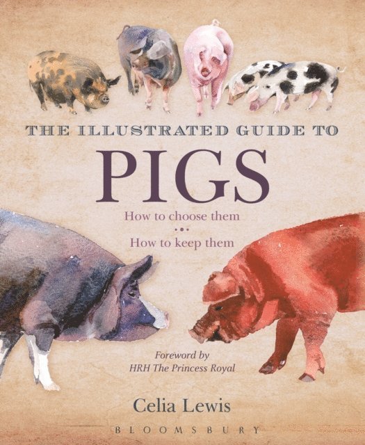 Celia Lewis - Illustrated Guide to Pigs, E-bok