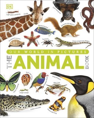 Our World in Pictures The Animal Book av Dk, Dk