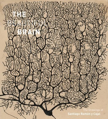 Larry Swanson, Eric Newman, Alfonso Araque, Larry Swanson, Eric Newman, Alfonso Araque - Beautiful Brain, Inbunden. Tillgänglighet: Lägg i varukorg