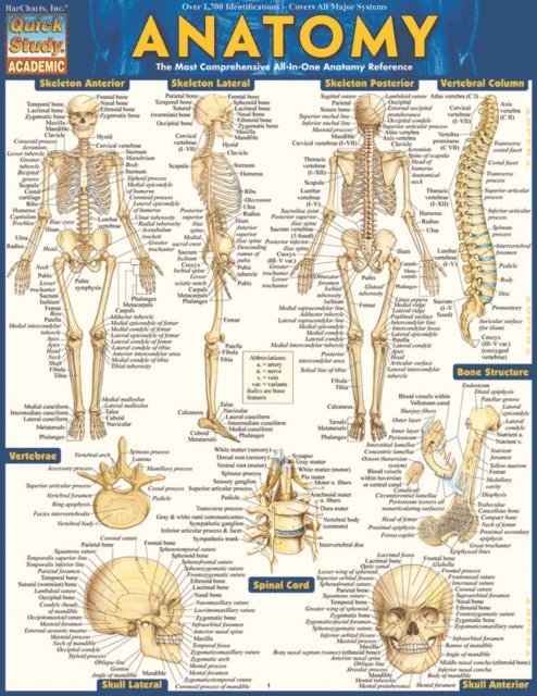 Inc. BarCharts Publishing - Anatomy, E-bok