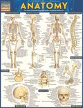 Anatomy