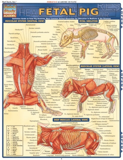 Vincent Perez - Fetal Pig, E-bok