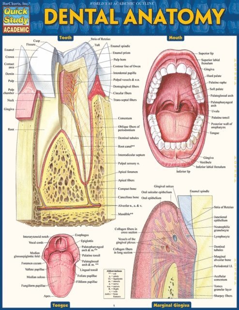 Inc. BarCharts Publishing - Dental Anatomy, E-bok